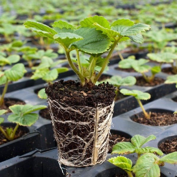 Pack of 6 Strawberry Saplings to Taste the Homegrown Magic