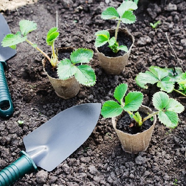 Pack of 6 Strawberry Saplings to Taste the Homegrown Magic