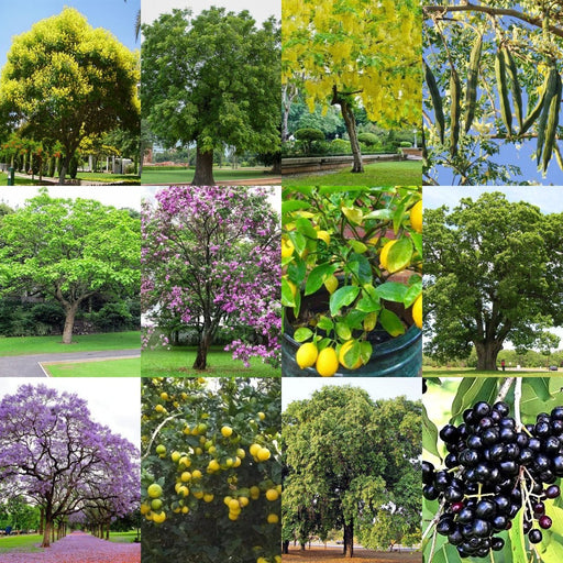 pack of 75 native tree seeds of india 