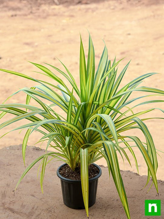 pandanus variegated (golden) - plant