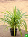 pandanus variegated (golden) - plant