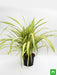 pandanus variegated (golden) - plant