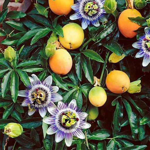 passion fruit plant - plant