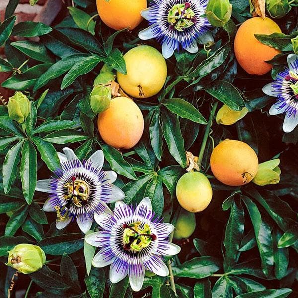 passion fruit plant - plant