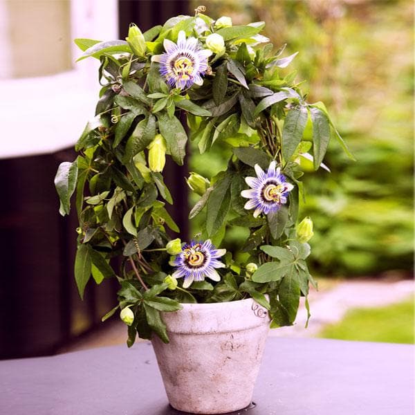 passion fruit plant - plant