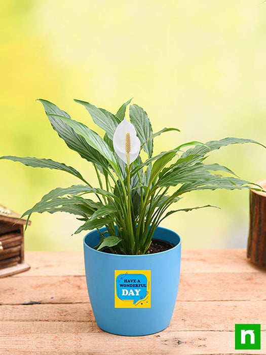 peace lily for wonderful day - gift plant