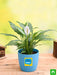 peace lily for wonderful day - gift plant