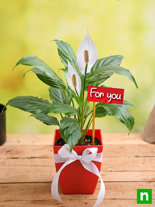 peace lily for you - gift plant