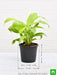 peace lily - plant