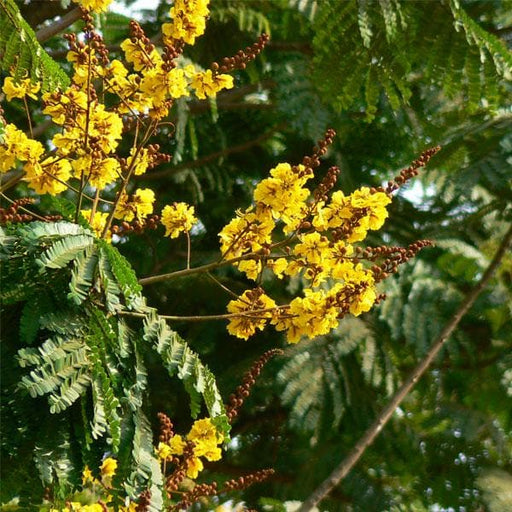 peltophorum ferrugineum - 0.5 kg seeds