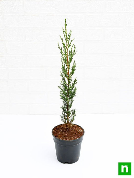 pencil pine cypress - plant