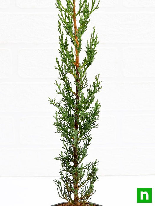 pencil pine cypress - plant