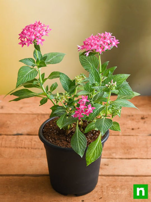 pentas (dark pink) - plant