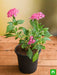 pentas (dark pink) - plant