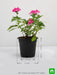 pentas (dark pink) - plant