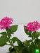 pentas (dark pink) - plant