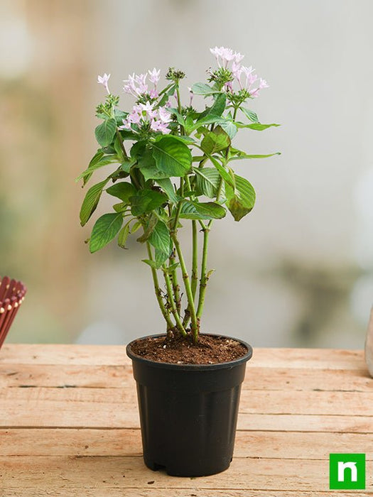 pentas (pink) - plant