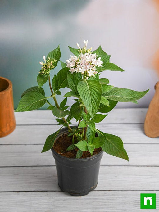 pentas (white) - plant