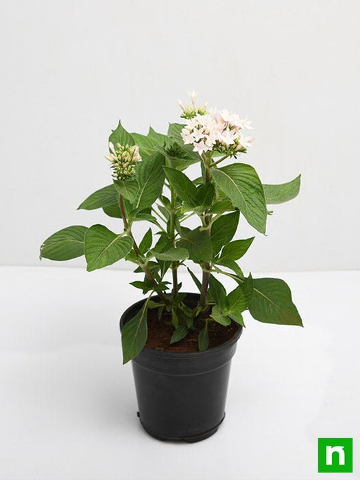 pentas (white) - plant