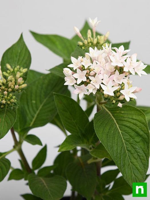 pentas (white) - plant