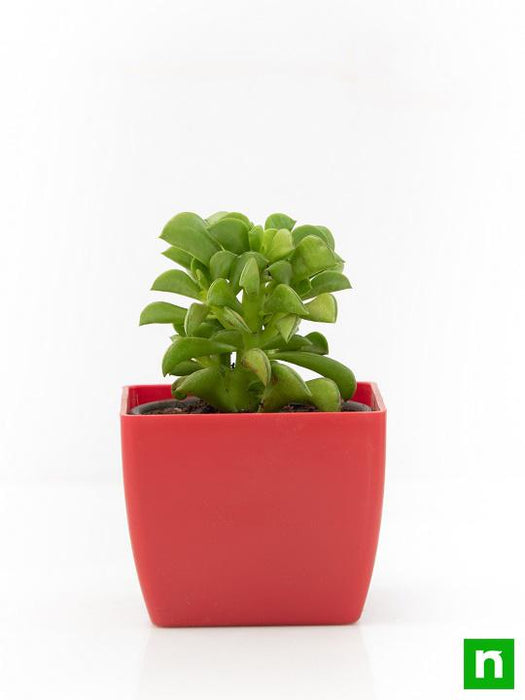 peperomia dolabriformis - plant