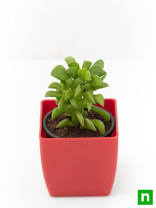 peperomia dolabriformis - plant