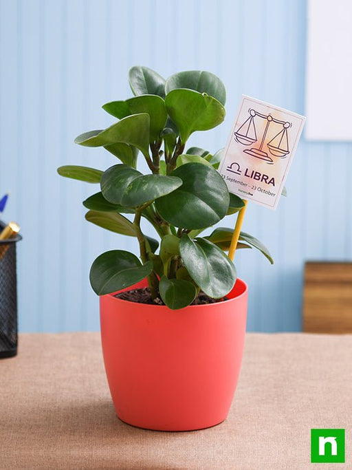 peperomia for libra or tula rashi - plant