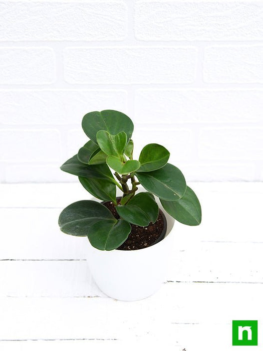 peperomia obtusifolia - plant