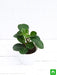 peperomia obtusifolia - plant