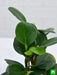 peperomia obtusifolia - plant