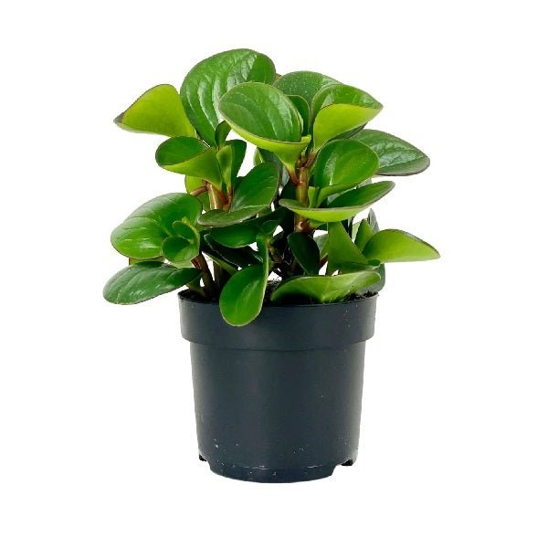 Peperomia obtusifolia - Succulent Plant