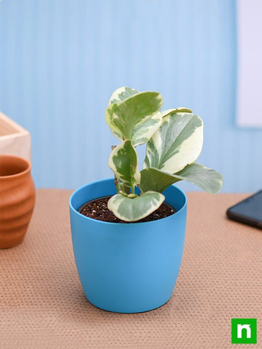 peperomia obtusifolia variegated - plant