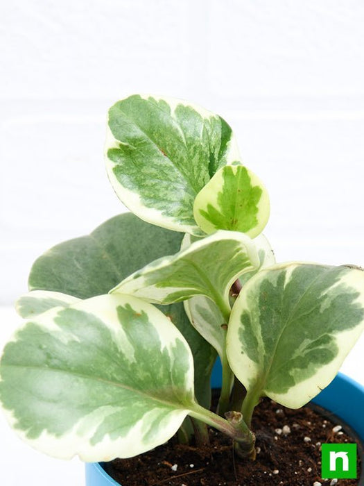 peperomia obtusifolia variegated - plant