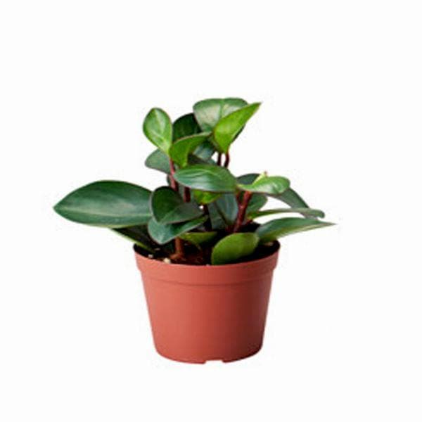 peperomia orba - plant