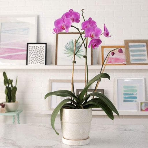 phalaenopsis orchid (any variety - plant