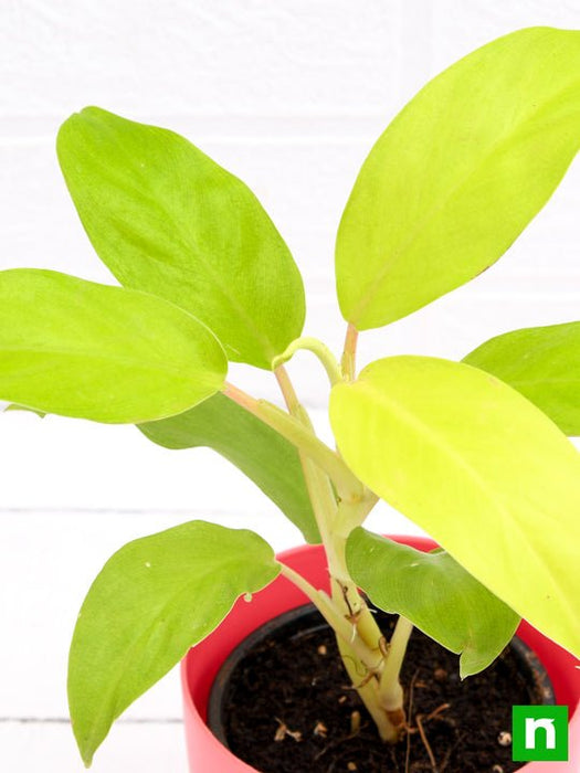 philodendron ceylon (golden) - plant