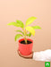 philodendron ceylon (golden) - plant