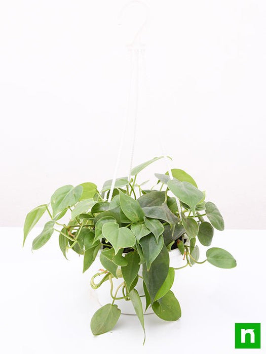 philodendron cordatum (green - plant