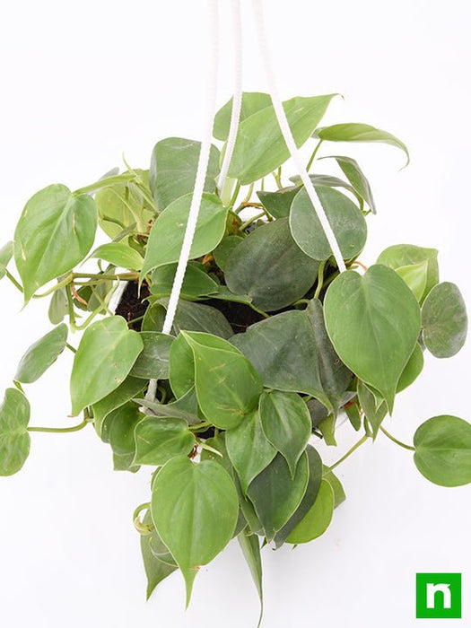 philodendron cordatum (green - plant