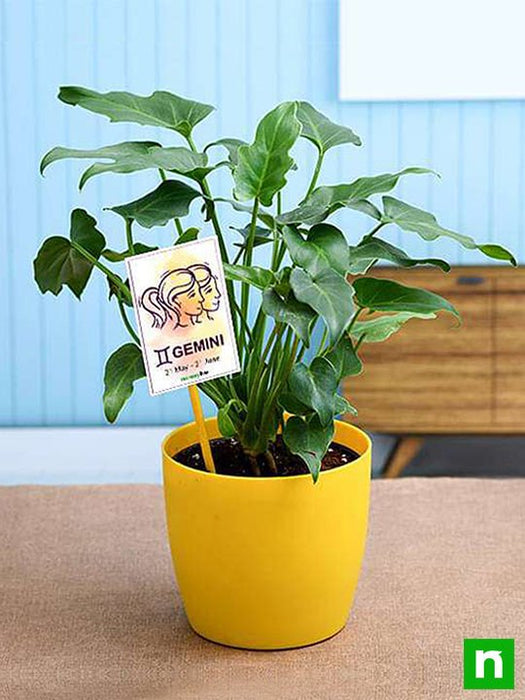 philodendron for gemini or mithun rashi - plant