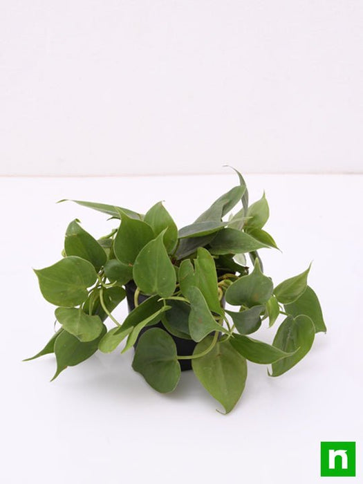 philodendron scandens oxycardium - plant