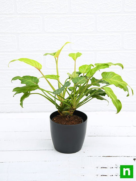 philodendron xanadu golden - plant