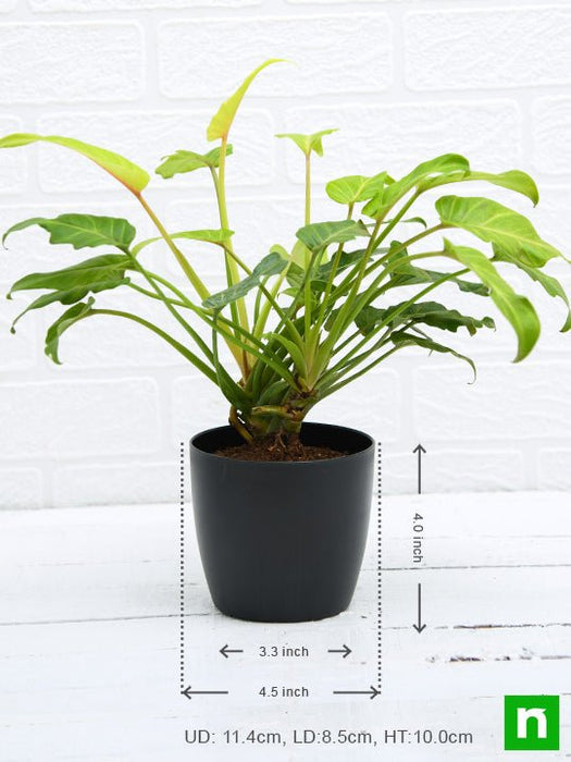 philodendron xanadu golden - plant