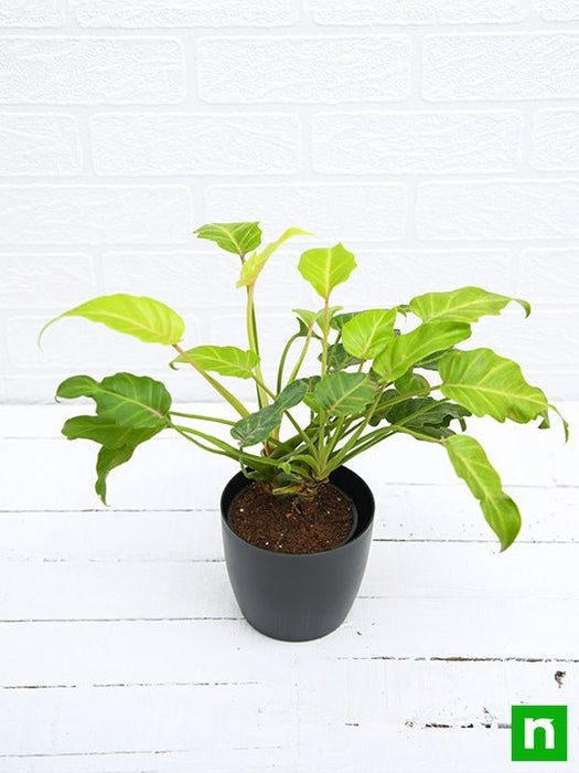 philodendron xanadu golden - plant