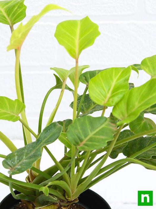 philodendron xanadu golden - plant