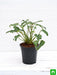 philodendron xanadu green - plant