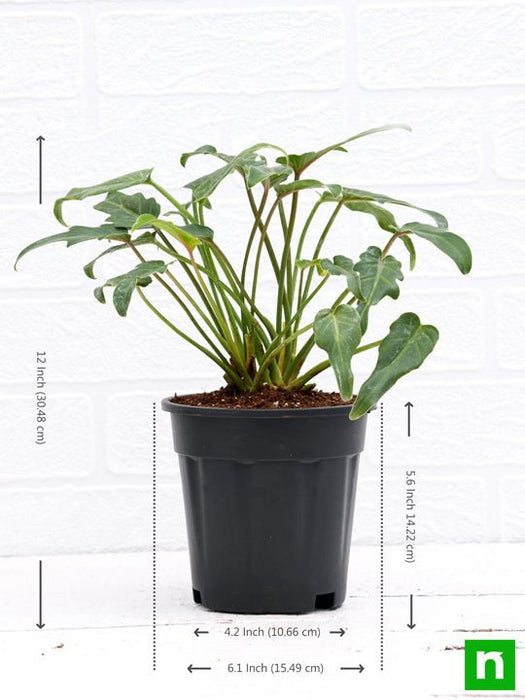 philodendron xanadu green - plant