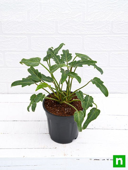 philodendron xanadu green - plant