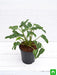 philodendron xanadu green - plant