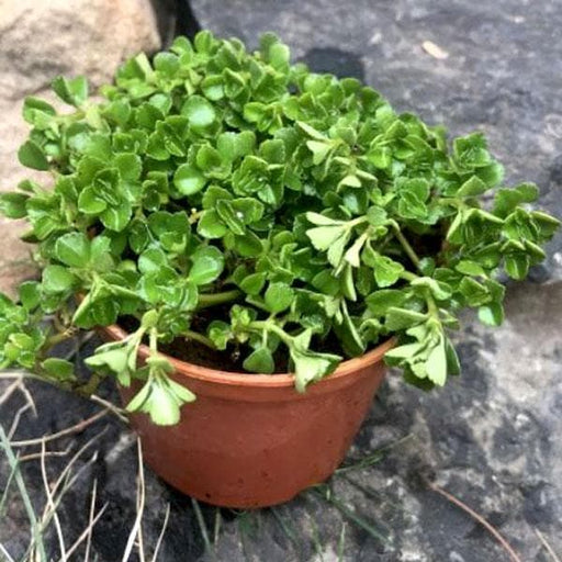 pilea glauca - plant